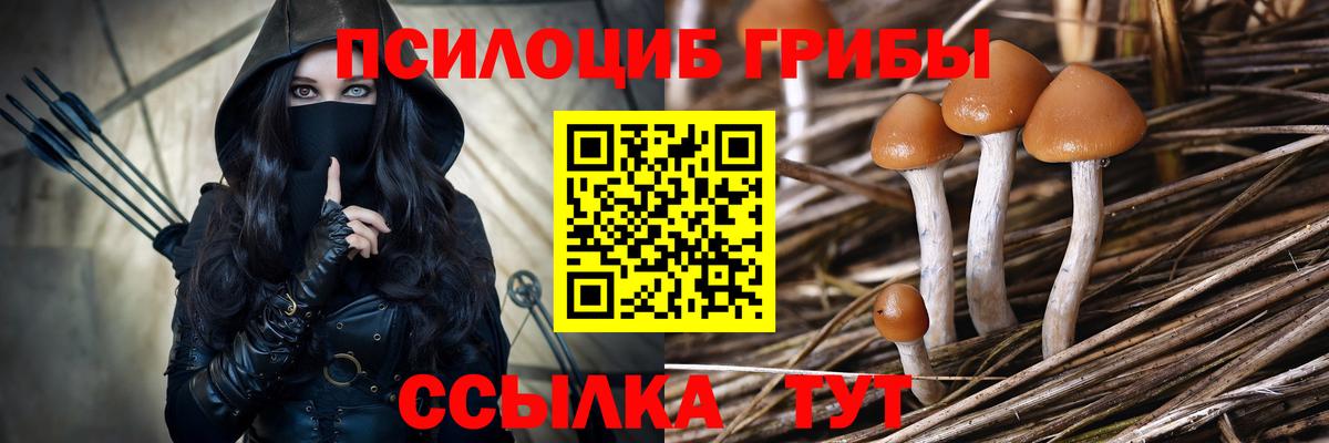 Псилоцибиновые грибы Psilocybe Новоуральск